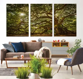 Ancient Angel Oak Tree Art Sunburst Canvas Print- Nature-Inspired Triptych Canvas Print, Framed, Ready to Hang